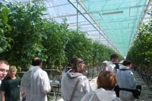 Berba rajčica u stakleniku