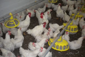 Farma Velibora Popovića proizvešće 4,5 miliona rasplodnih jaja