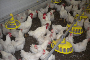 Farma Velibora Popovića proizvešće 4,5 miliona rasplodnih jaja