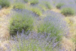 Berba levande na Hvaru