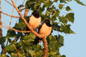 Ružičasti čvorci, Prislonica