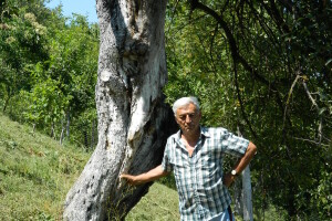 Stoletna jabuka kao uspomena na pretke