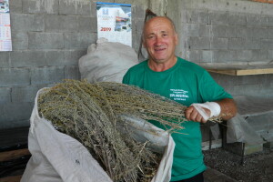 Berba sremuša i lekovitog bilja donosi zaradu
