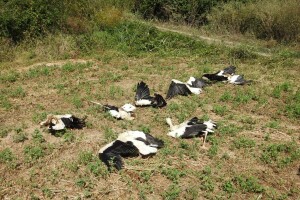 Struja ubila jato belih roda kod Paraćina