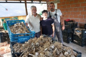 Eko češnjak Željka Pikule iz Like