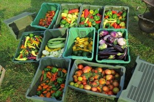 Pomaci eko proizvodnje u poljoprivredi Hrvatske