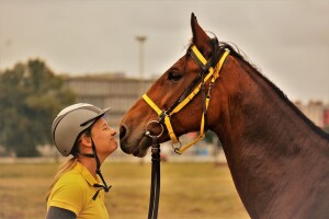 Prva Endurance utrka konja na zagrebačkom Hipodromu
