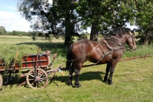 Ergela hrvatskog hladnokrvnjaka