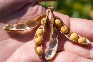 Sorte soje koje odnose pobedu u svim atarima