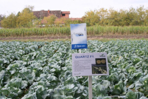 Timac agro Balkans - Dan polja kupusa