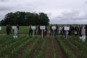 Dani polja Syngente 2019