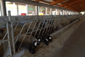 Farma ovaca "Hacienda de la Vida"