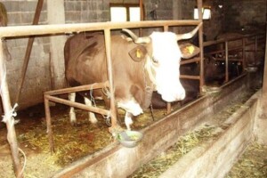 Tradicionalne farme u BiH