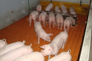 Svinjogojska farma Dropulja