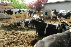 Porodična farma muznih krava Mužlai