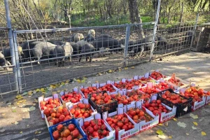 Farma svinja u Radovanju