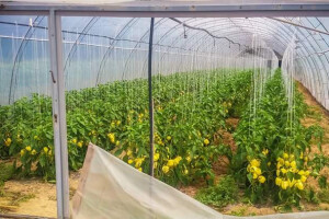 Plastenička proizvodnja Ibrahima Sadikovića