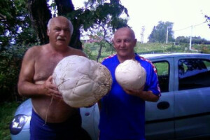 Zašto ne rastu gljive, pitaju se ovu jesen gljivari!