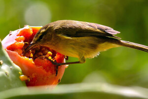 Sa terena - šteta na povrću