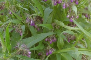 Ljekoviti gavez dobra gnojnica u eko proizvodnji