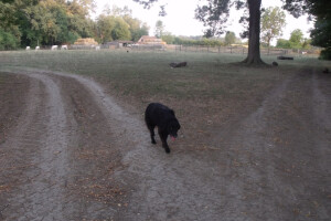 Farma Glavačević - Slukin