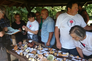 Gljivarenje u Opeci!