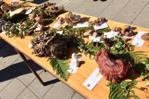 Gljive kao hrana i kao lek