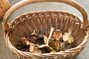 Ljude treba edukovati da bi se smanjio broj trovanja