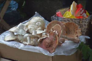 Jestive pečurke i njihove opasne dvojnice