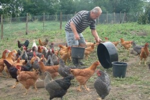 Nesilice u slobodnom uzgoju