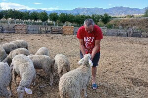 Stočar Goran Pavić