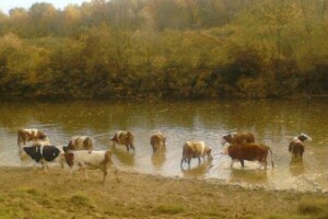 Bolest plavog jezika u Hrvatskoj!