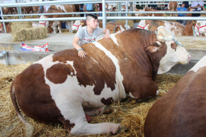 Izložba goveda na Novosadskom sajmu