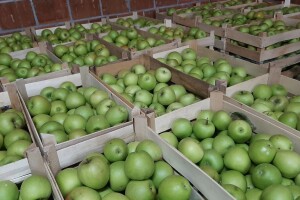 Greni smit: Nekada tražena jabuka, sad za nju nema interesovanja