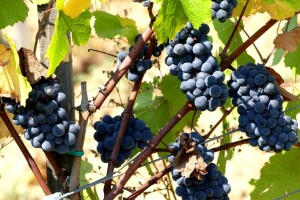 Prvi vinograd kod Markovića