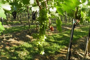 Susret vinogradara stubičkog kraja