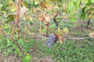 Berba grožđa u dolini Neretve