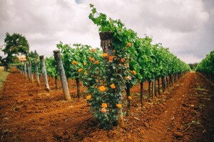 Grožnjan - čarolija Istre