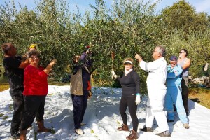 Kapetani duge plovidbe u berbi maslina Vilima Gržana
