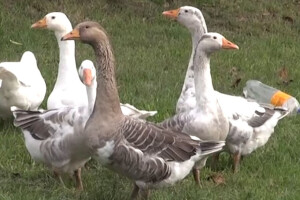 Sve veća tražnja za guščijim mesom - kilogram 600 dinara