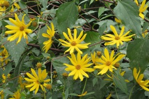 Uporabna vrijednost invazivnog bilja