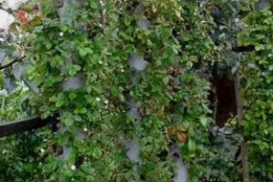 Od poznatog repera do uspješnog poljoprivrednika