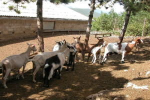 Hrvatska šarena i bijela koza te ovca pramenka