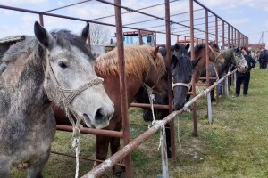 Prvo ocjenjivanje pastuha pasmine hrvatski hladnokrvnjak