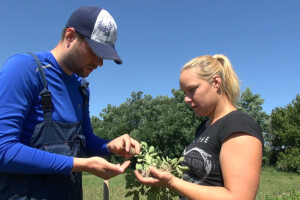 Plavi krompir, špargla i paradajz dobitna kombinacija