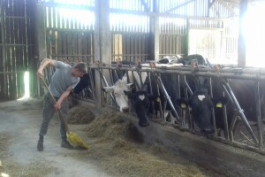 Najveći koprivničko - križevački proizvođač mlijeka na mukama zbog državne zemlje