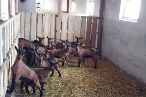 Uzgoj koza, proizvodnja mleka i sira u Nikincima