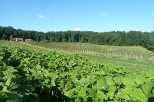 Biodinamičkim uzgojem štitimo i povrće i tlo