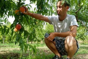 Ilija Stanković prvi je u selu 2017. godine osigurao dva i po hektara voća