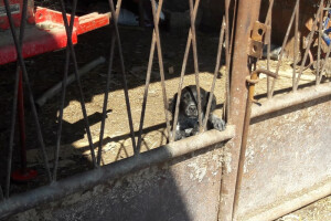 Nenad Iljazović iz Babine Grede sve bliže napuštanju proizvodnje mlijeka